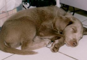 balou in slaap.jpg