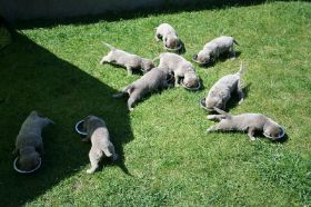 pups aan tafel.jpg