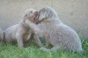 twee pups in gevecht.jpg