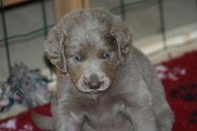 pup.jpg